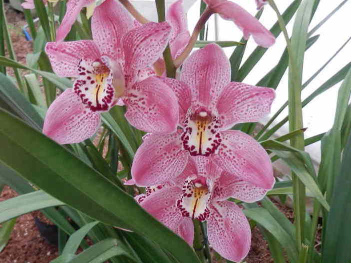 絶対王者シリーズ 巨大輪斑点花シンビジウム ジョン ウッデン - 植物 