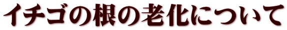 イチゴの根の老化について