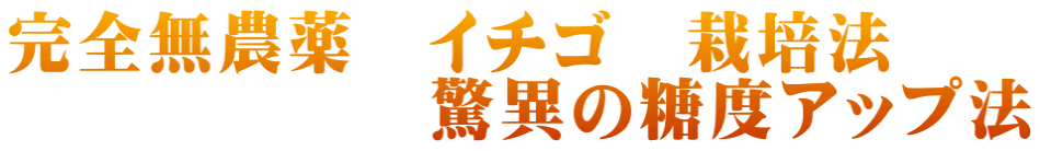 完全無農薬　イチゴ　栽培法 　　　　　　驚異の糖度アップ法