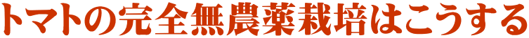 トマトの完全無農薬栽培はこうする