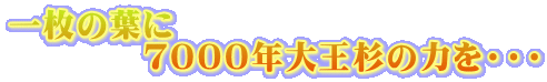 一枚の葉に 　　　　７０００年大王杉の力を・・・