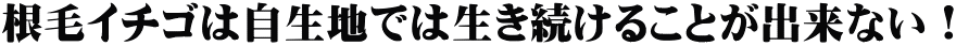 根毛イチゴは自生地では生き続けることが出来ない！