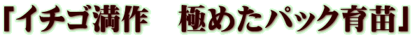 「イチゴ満作　極めたパック育苗」