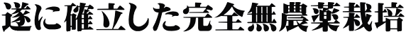 遂に確立した完全無農薬栽培